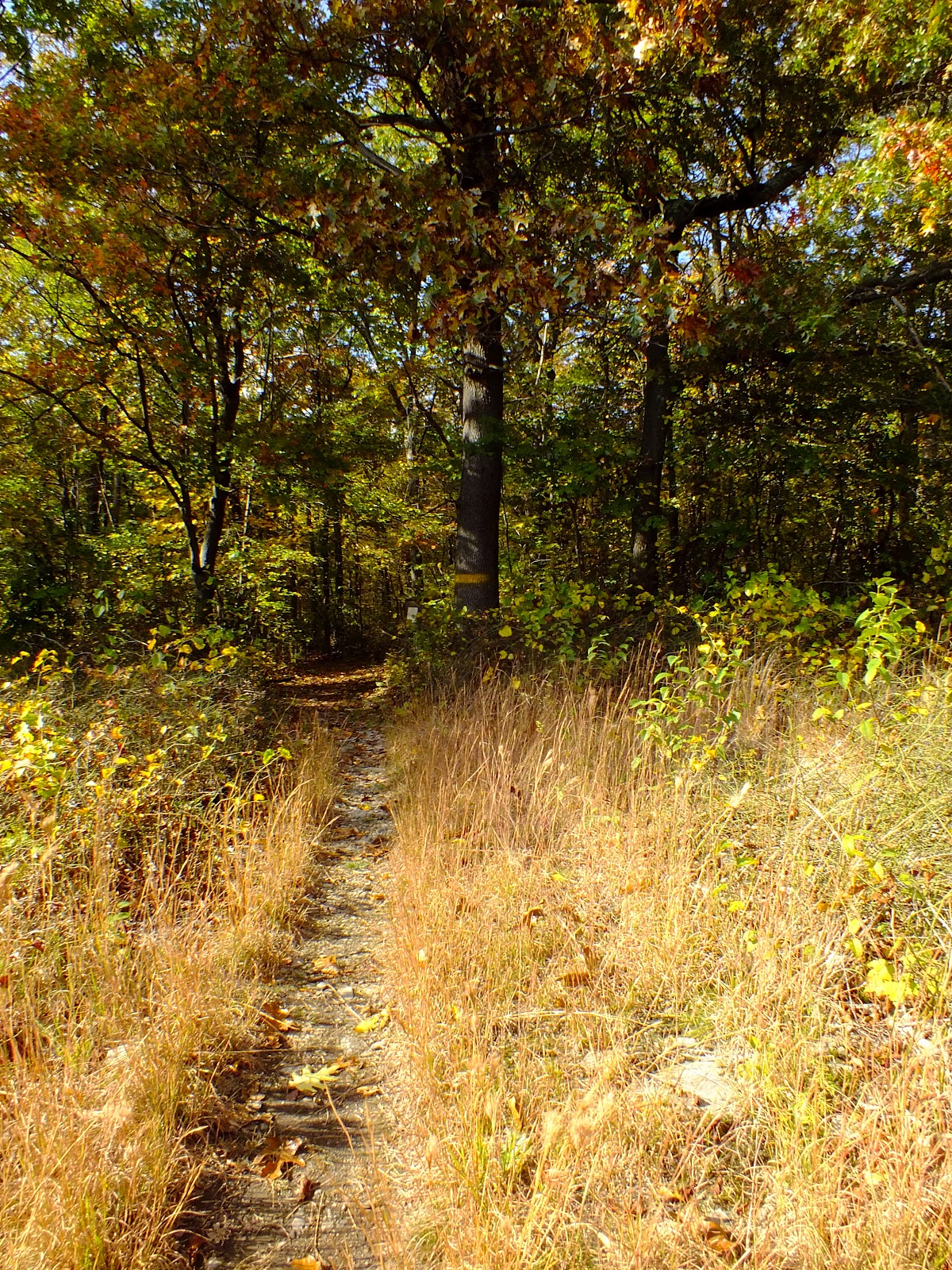 Vintage Johnstown: A Walk along the Laurel Hiking Trail
