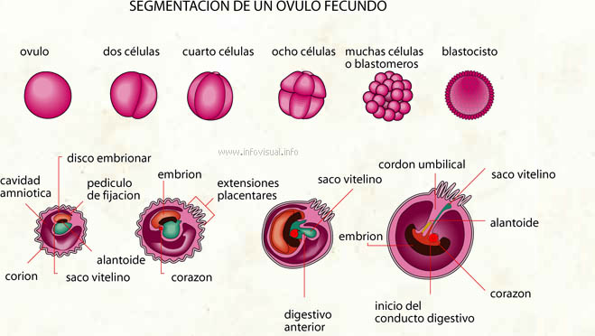 Desarrollo Embrionario Proceso De Desarrollo Embrionario