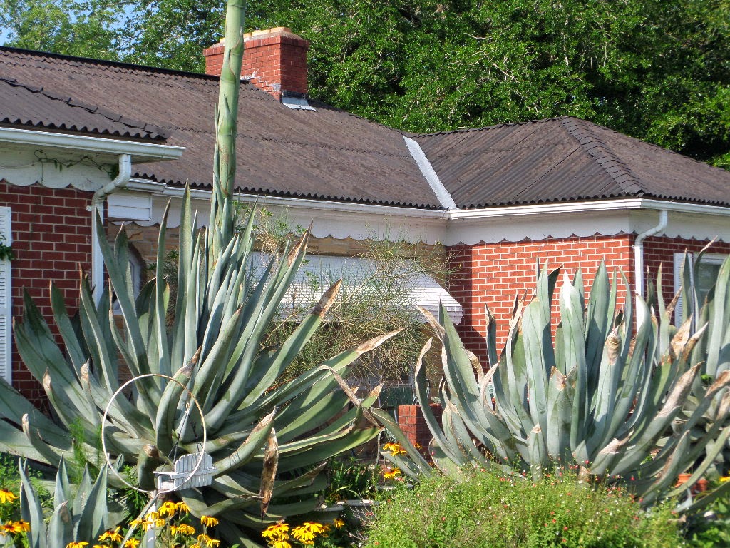 Through a Glass, Darkly Century Plant in Bloom