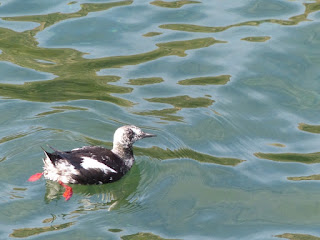 Cepphus grylle - Guillemot à miroir Cepphus grylle - Guillemot à miroir