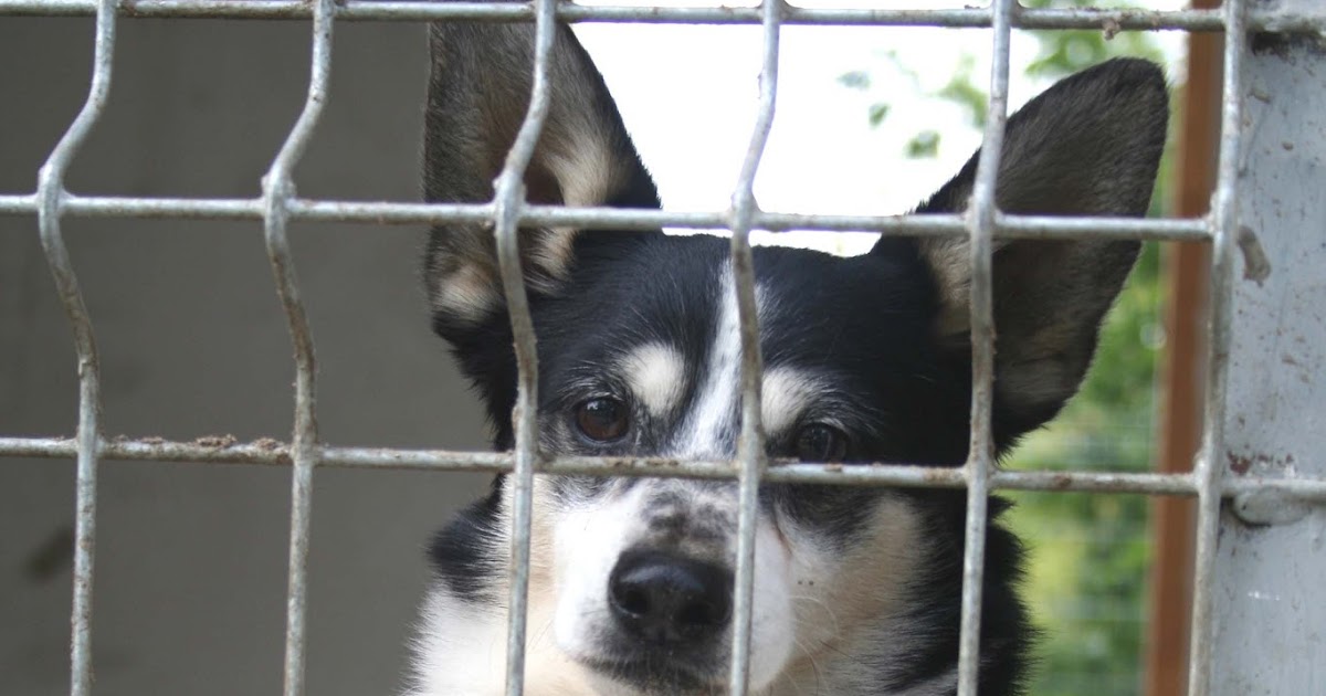 Zwingerhaltung Hund The Letter