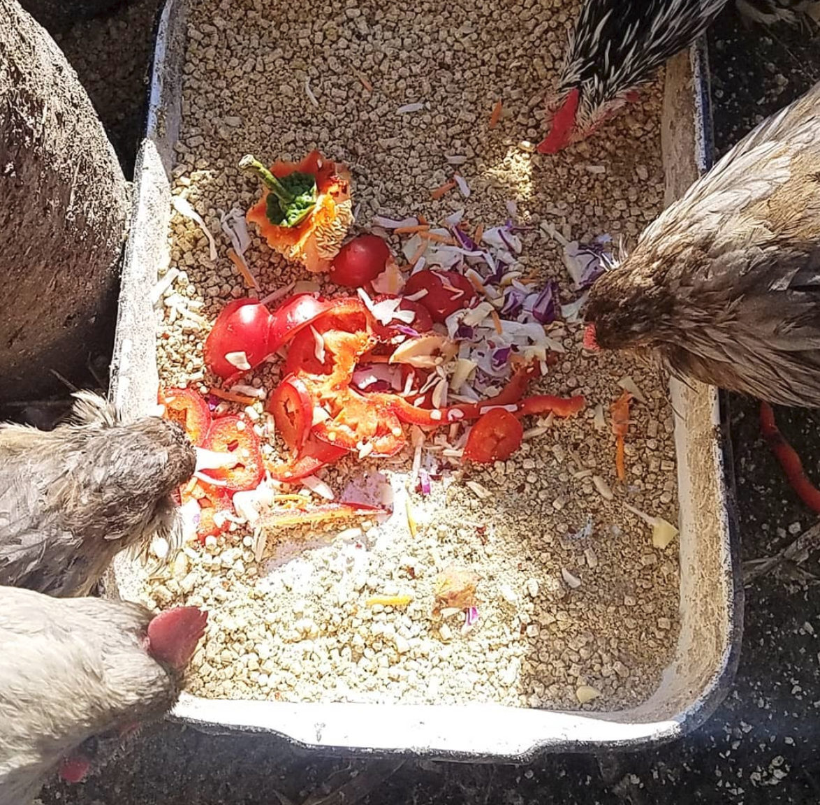Do Chickens have a Sense of Taste? Fresh Eggs Daily® with Lisa Steele