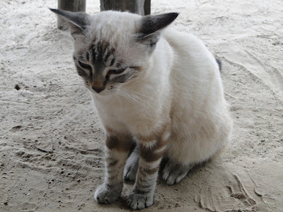 Gatinho de olhos azuis na Amazonia Gatinho de olhos azuis na Amazonia
