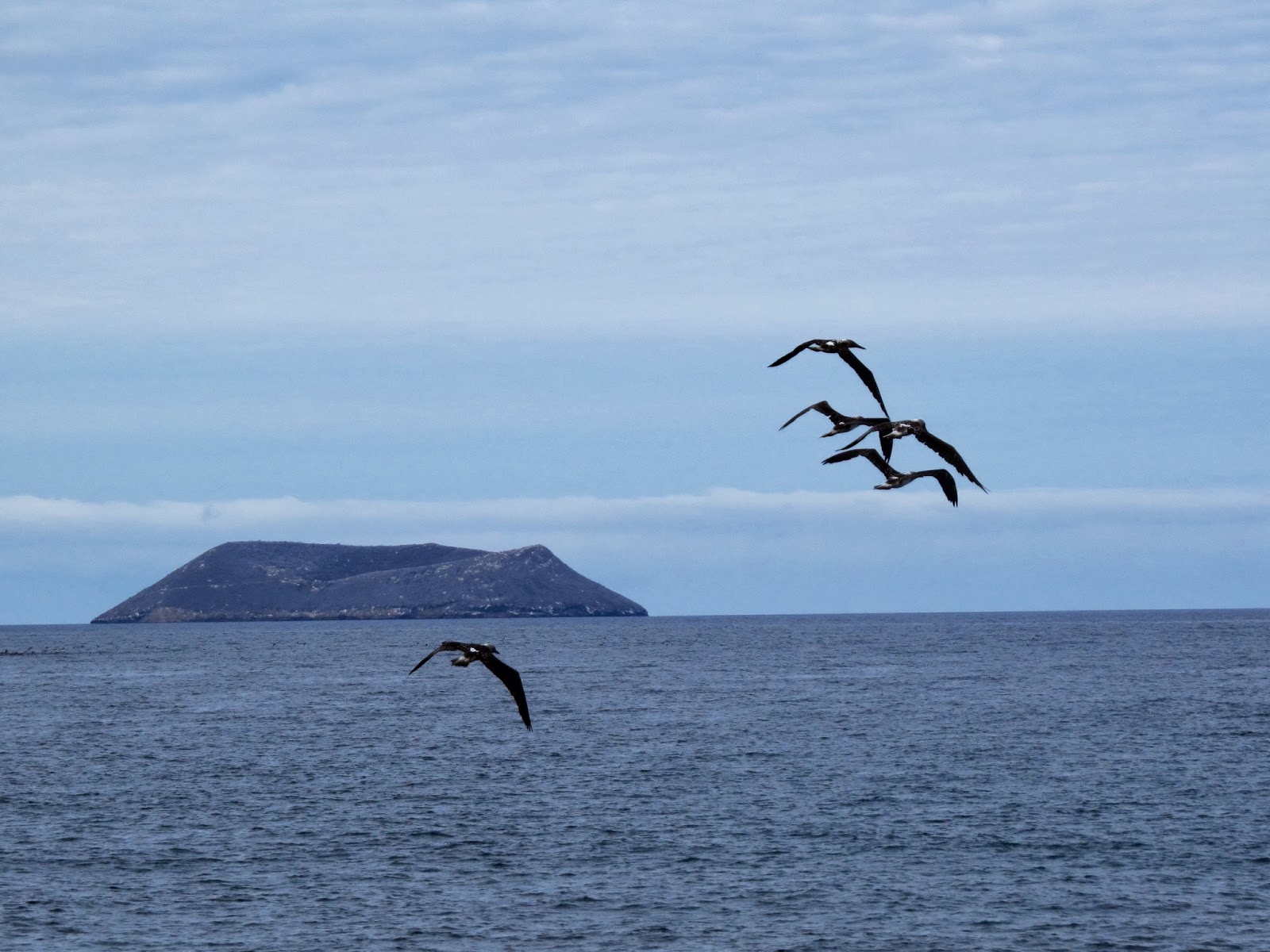 Galapagos Islands Great and Magnificent Frigate Birds