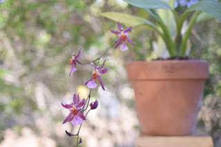, Oncidium mieke von holm, diarid'orchidee