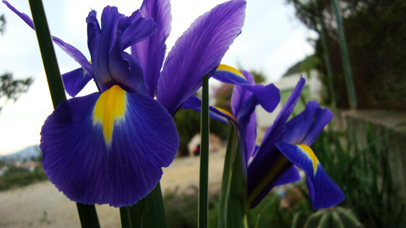 Treball de recerca Parlar amb les plantes Iris d' Holanda