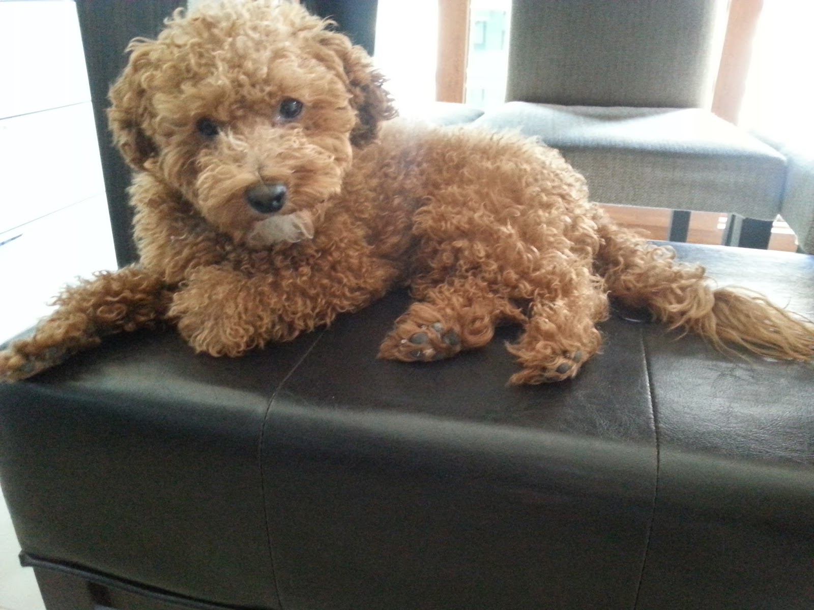 TOY POODLE CİNSİ DOSTLARINIZ VAR MI? Brezilya Hakkında Her Şey