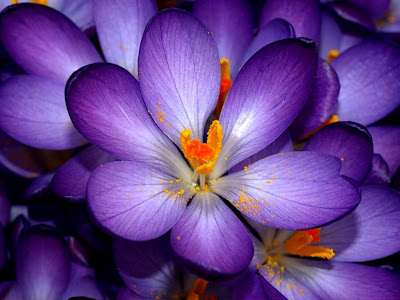 [最も人気のある！] purple cute flower images 317658-Pretty purple flower pictures
