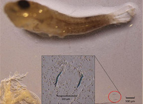 plastic-eating fish larva