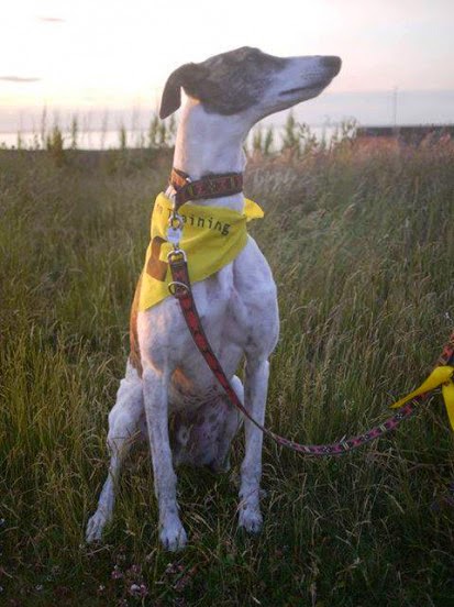 Perro con pañuelo amarrillo 
