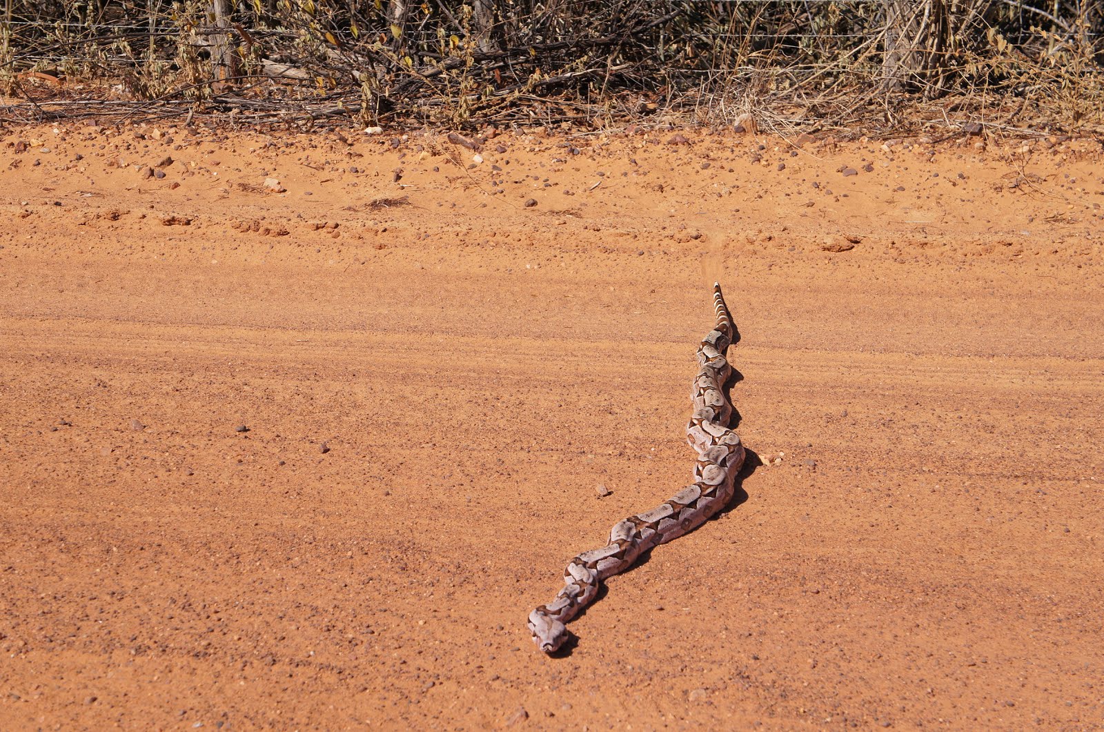 Uma jiboiá na estrada da caatinga