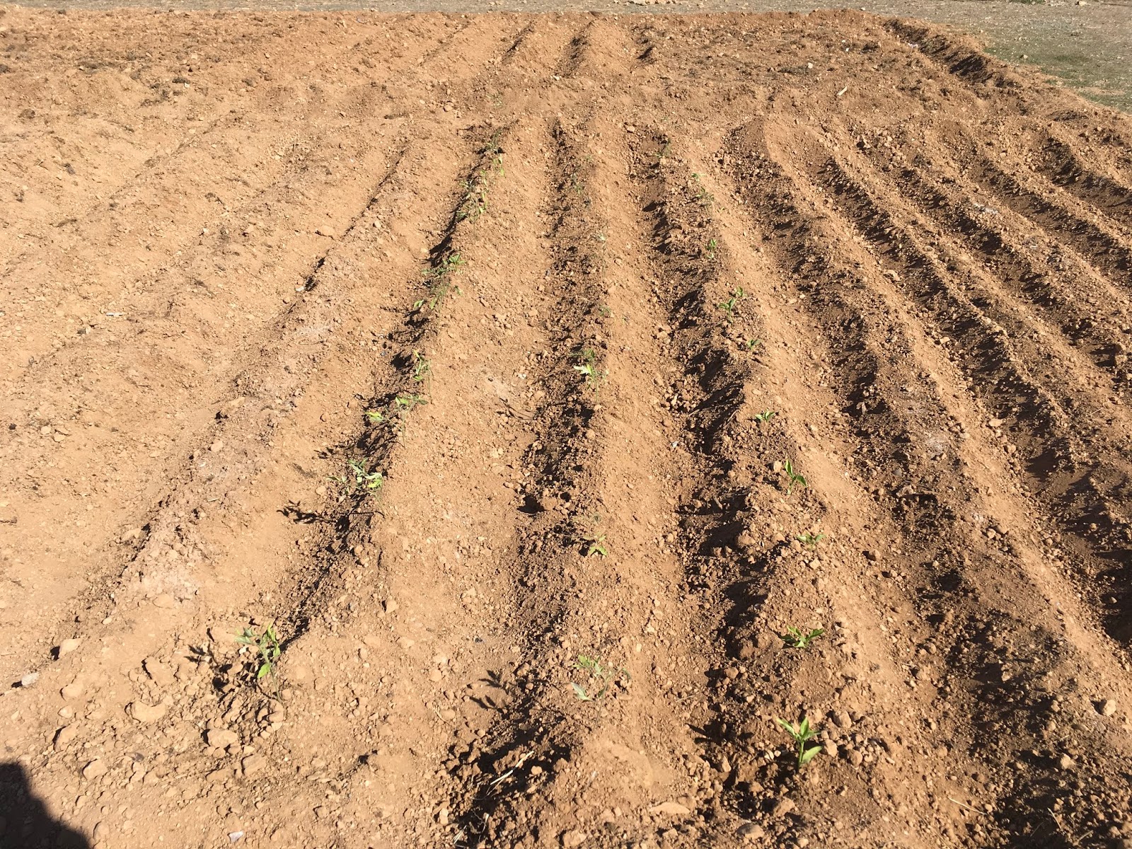 поля на глиняной улице. поля на глиняной улице. поле глины. почвы италии. поле глины.