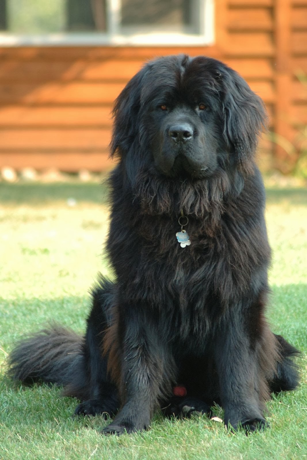 dog newfoundland breed directory refer wikipedia wiki data