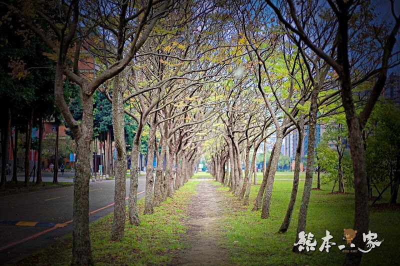 心湖櫻緣|三峽台北大學「心湖櫻花步道」-杜鵑、吉野櫻、木棉花齊綻放 心湖櫻緣|三峽台北大學「心湖櫻花步道」-杜鵑、吉野櫻、木棉花齊綻放