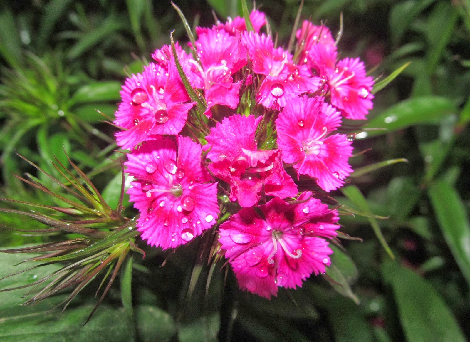 NATURAL & UNIQUE PHOTOGRAPHY SWEET WILLIAM FLOWER