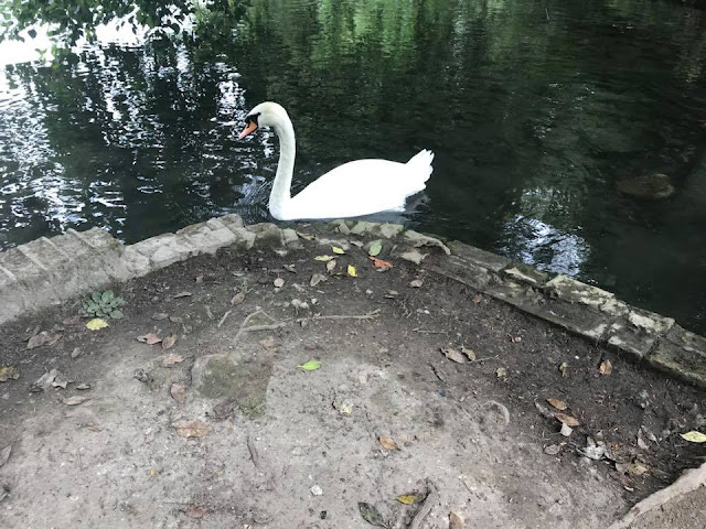 swan