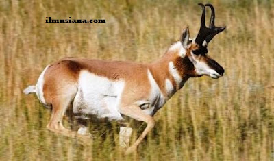 Pronghorn Antelope hewan cepat