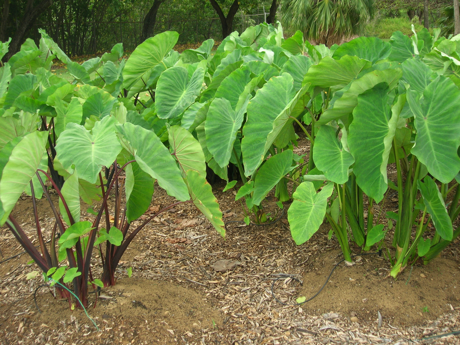 Single daun