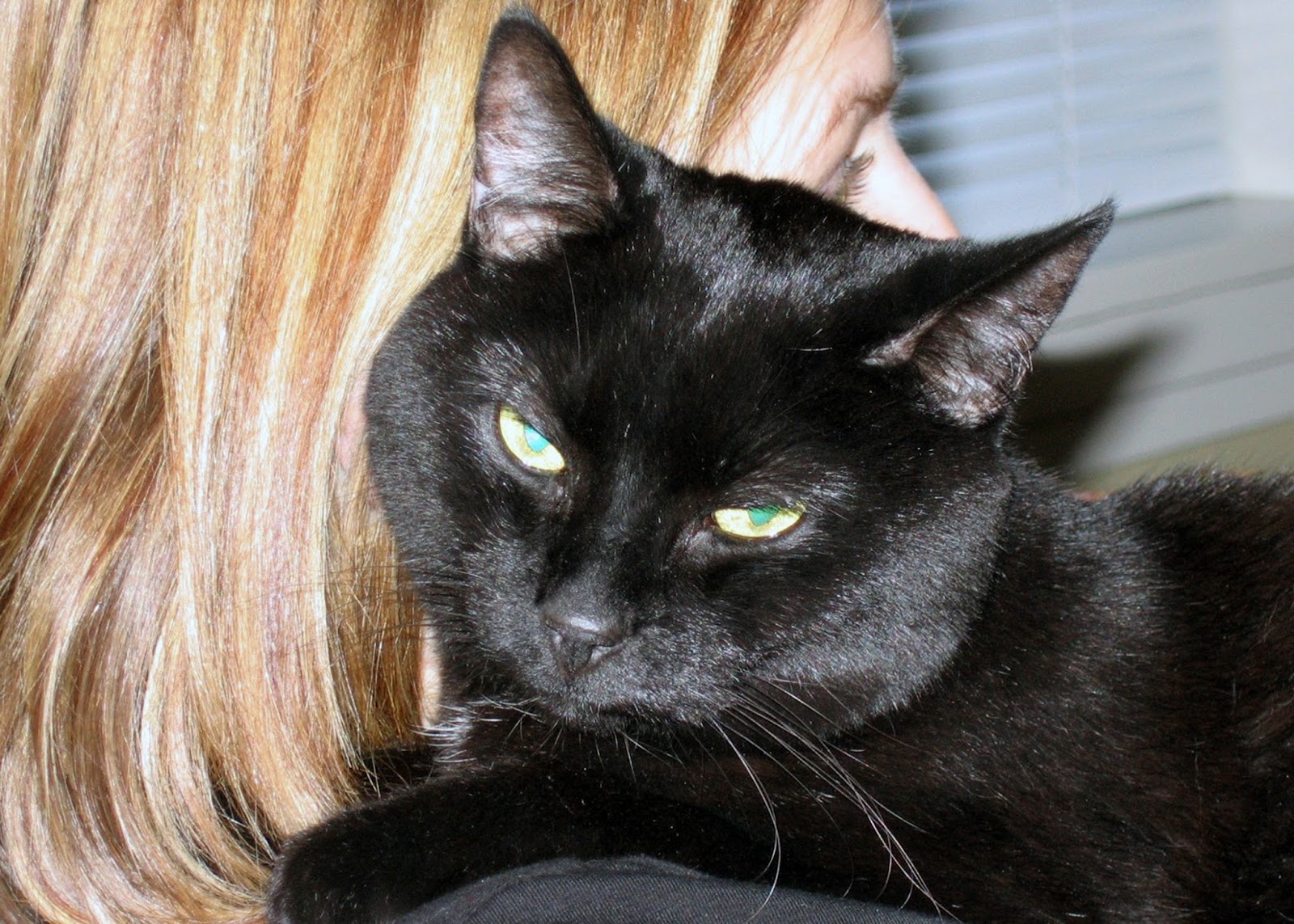 hospice care for cats