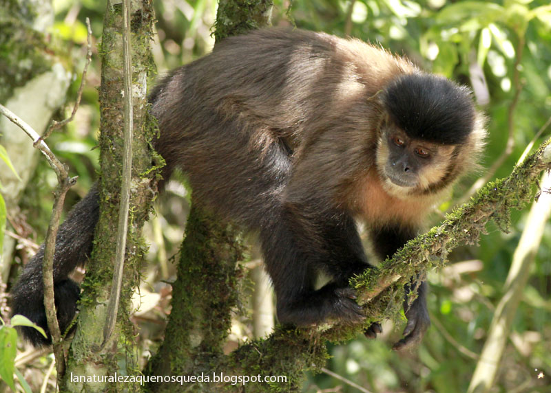 Macaco-prego-preto (Sapajus nigritus) · BioDiversity4All