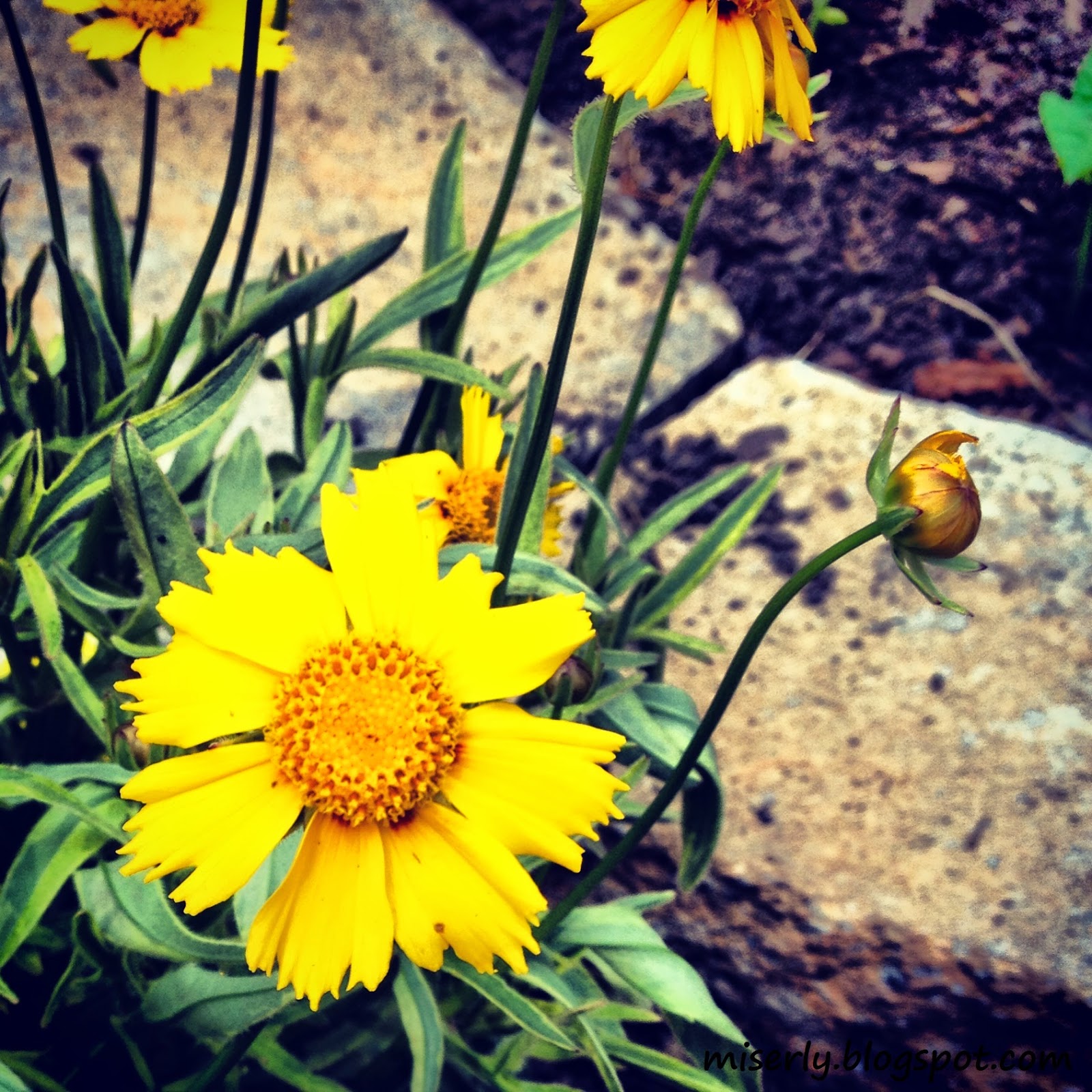 On the Cheap [ garden ] what to plant in april { southeast }