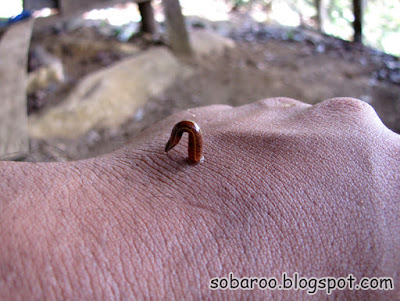 leech.jpg