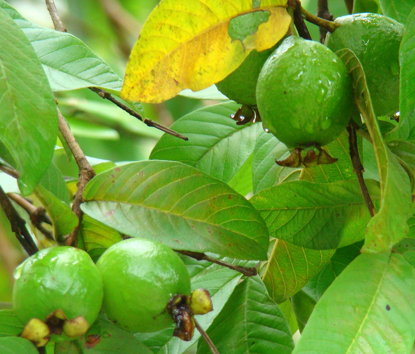 Яблоко шри ланка. Гуава Шри Ланка. Гуава индийская. Гуава фрукт дерево. Гуава крупноплодная.