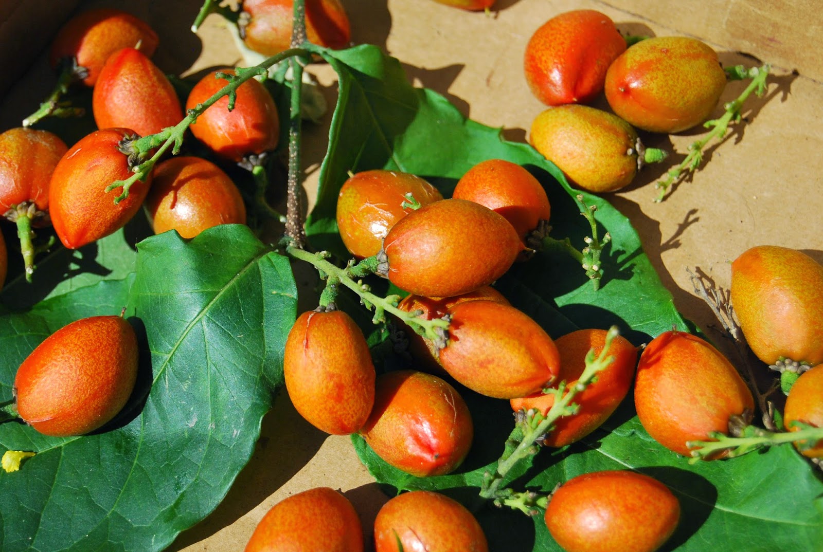 Helen A. Lockey Peanut Butter Fruit Tree In South Florida