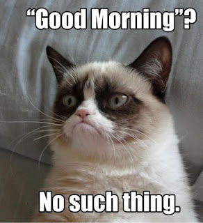 Cat Memes Photos Cat Memes Photos