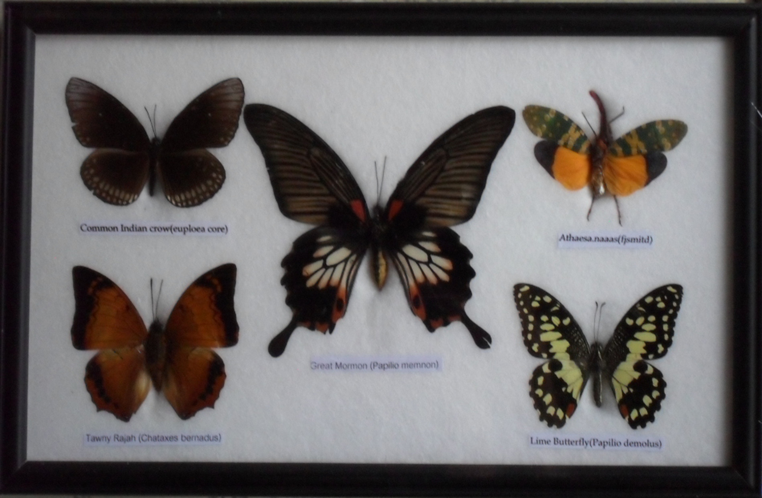 Thailand Insects &Butterflies frame Real 5 Beautiful Mounted Framed