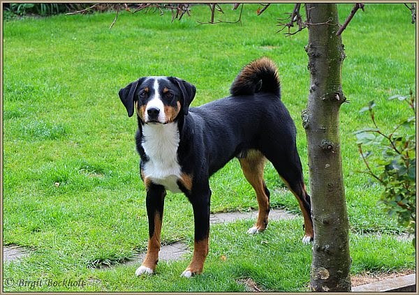 Appenzeller Sennenhund Bo