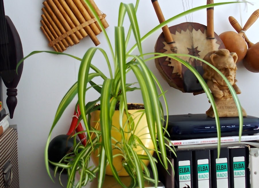 La forma y el color hace que la Cinta sea una planta muy decorativa