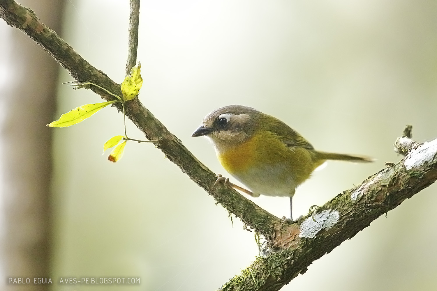 mis fotos de aves Chlorospingus flavopectus Frutero Yungueño Common
