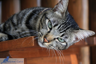 Cat For Adoption Kota Kinabalu - The W Guide