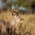 Gran kudu, el majestuoso