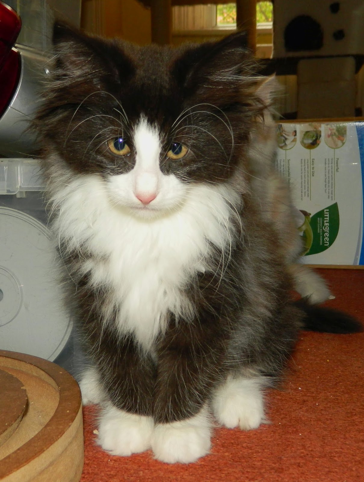 Vaidurya Norwegian Forest Cats Norwegian Forest Kittens 12 weeks in 2