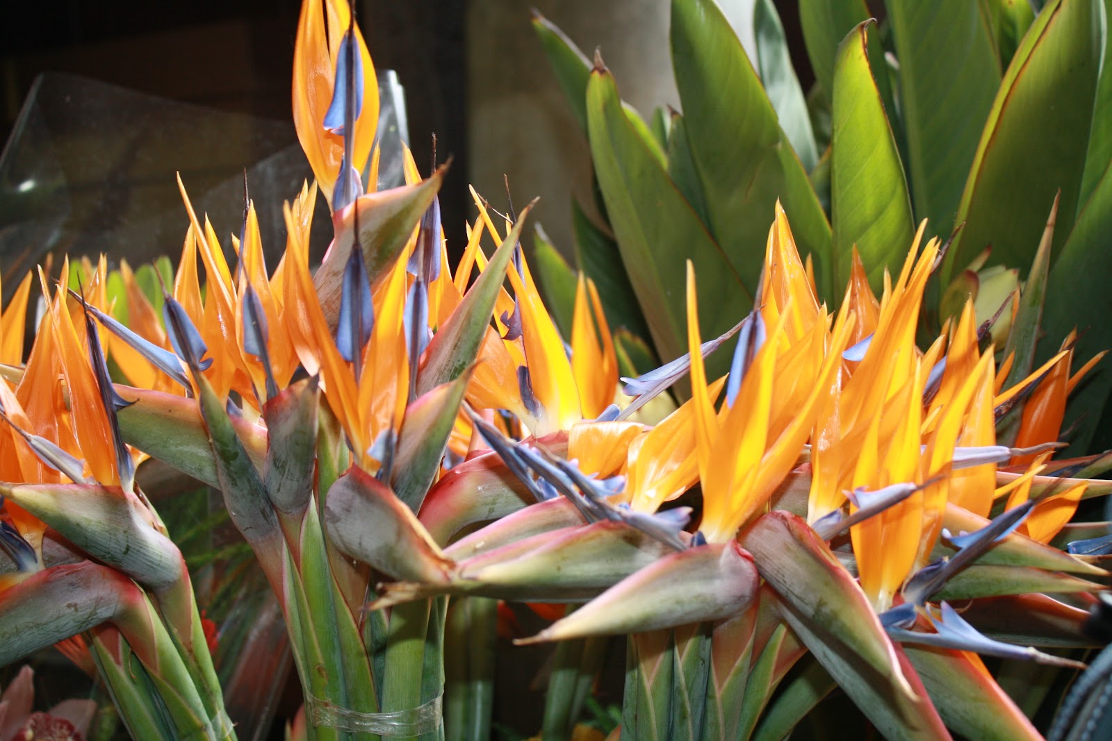 Flores da Madeira/Flowers from Madeira A conta quilometros