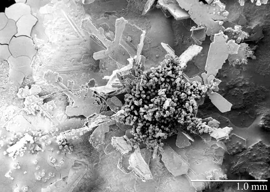 Fiocco Di Neve Al Microscopio Elettronico