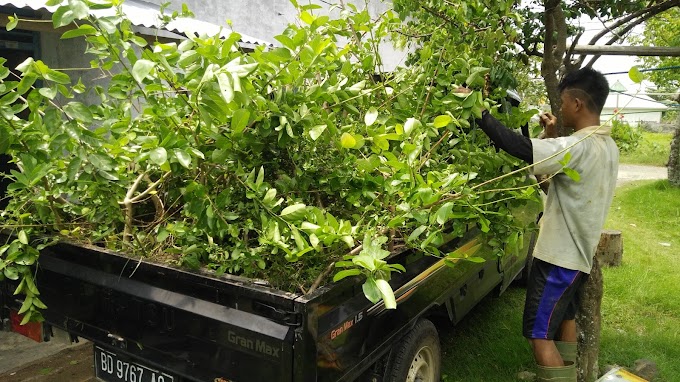 PANEN BAKALAN BONSAI SANCANG HASIL PROGRAM