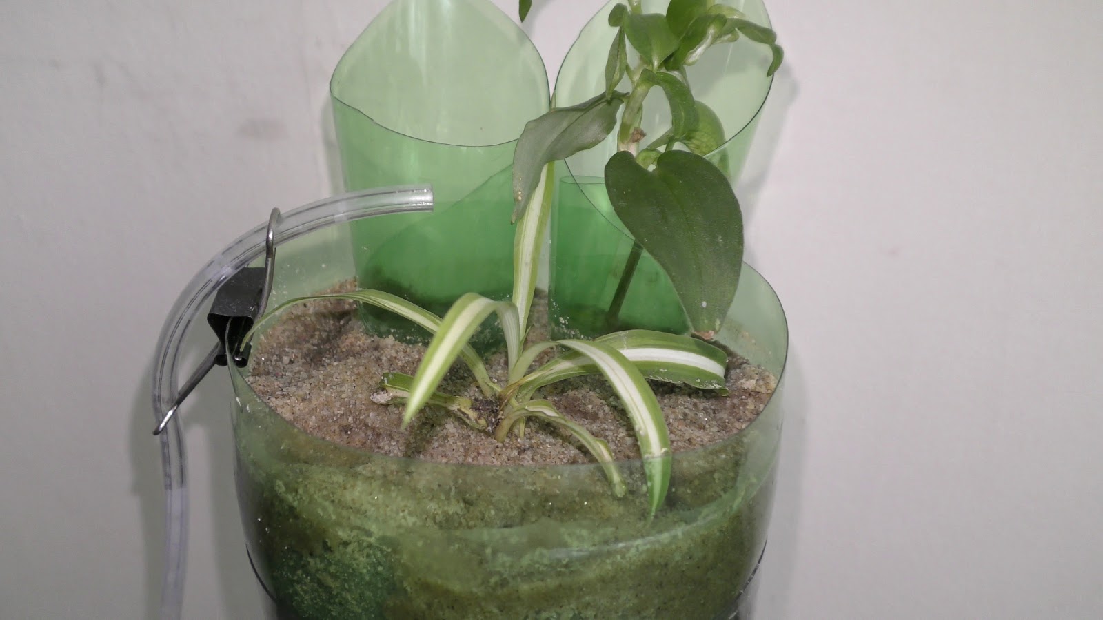 Random Bits Growing Spider Plant on Top of Aquarium