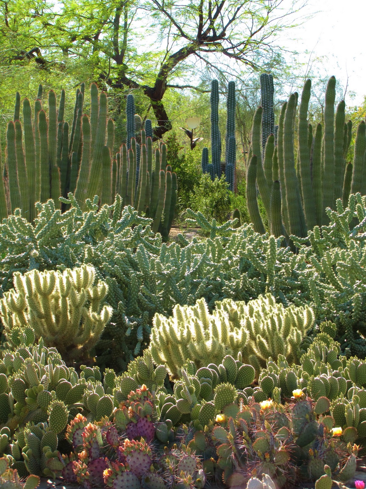 Las Aventuras: The Phoenix Desert Botanical Gardens