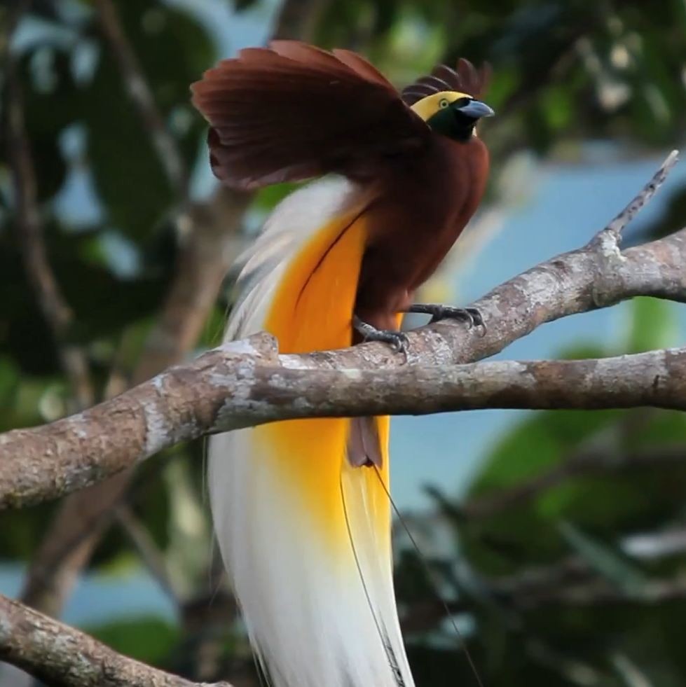 Bird In Everything National Geographic Bird Of Paradise