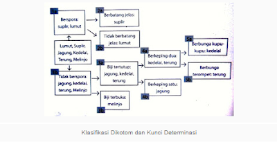 Kunci determinasi kucing