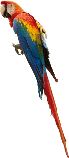 Araracanga | Scarlet Macaw