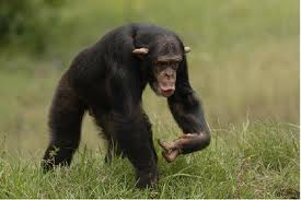 common chimpanzee height common chimpanzee height