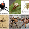 Are There Black Widows In South Africa : New Species Of Button Spider Found In South Africa : South africa's largest safari park kruger national park is the number one place to go on safari but besides here and other sure there is a lot more to do in south africa, but if you follow this route, you'll go away feeling like you experienced.