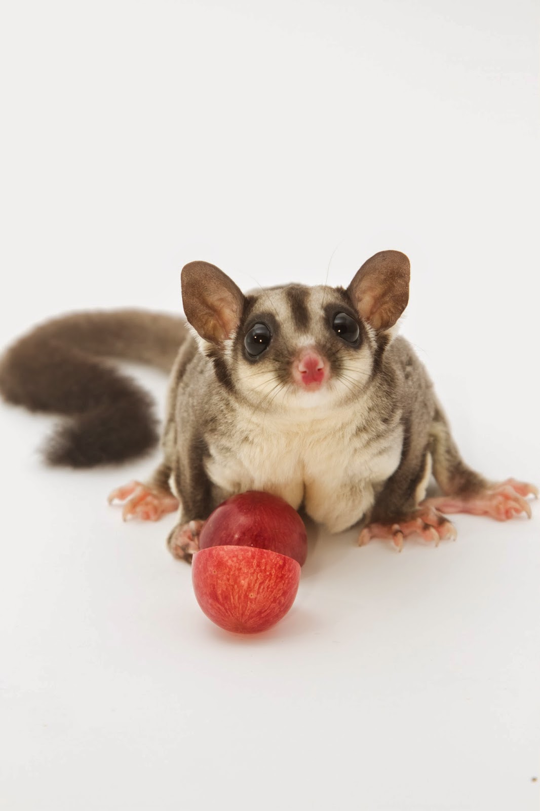 Different Breeds Of Sugar Gliders