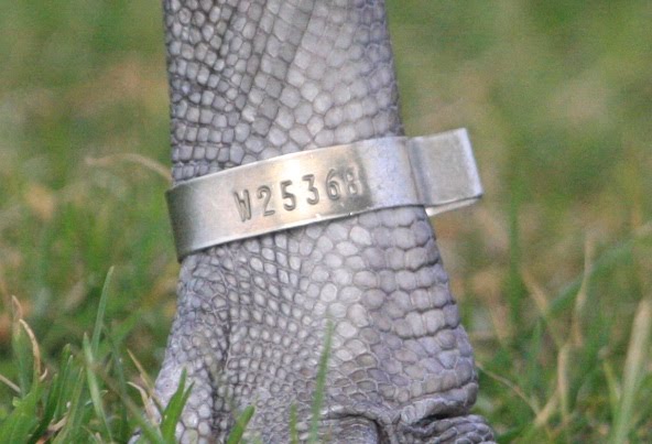 Zac Hinchcliffe's Birding Blog: Mute Swan Ringing Recovery