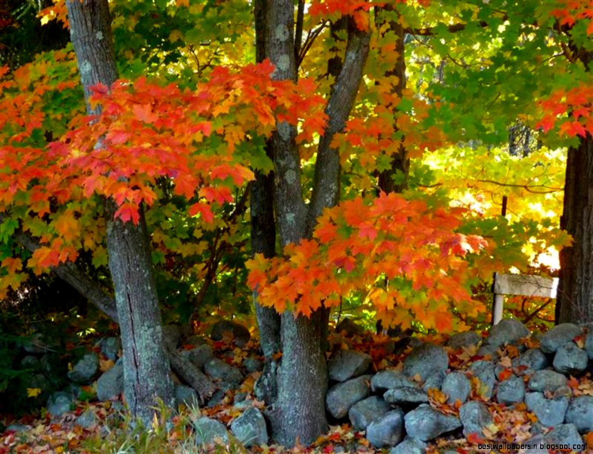 Free Desktop Backgrounds Fall Scene