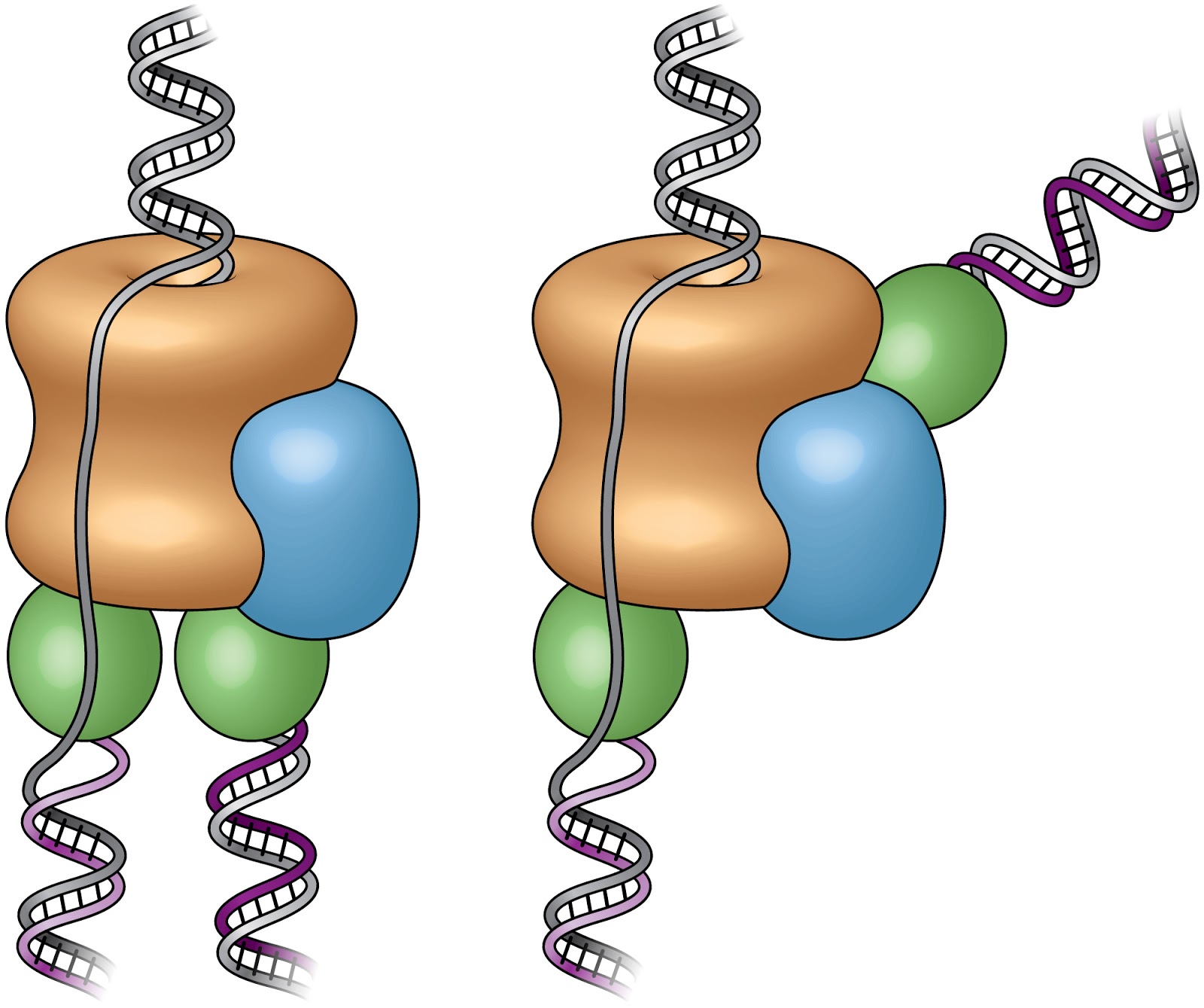 trendssoul by özlem (yan) devrim First Complete Pictures of Cells' DNACopying Machinery